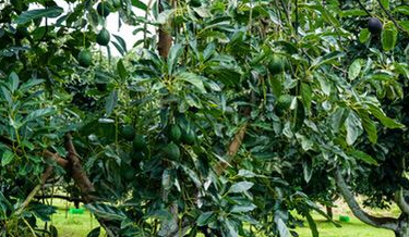 Notifica Estados Unidos a México Suspensión Temporal de Envíos de Aguacate de Michoacán