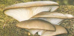 UTM Fomenta Producción de Hongos para autoconsumo