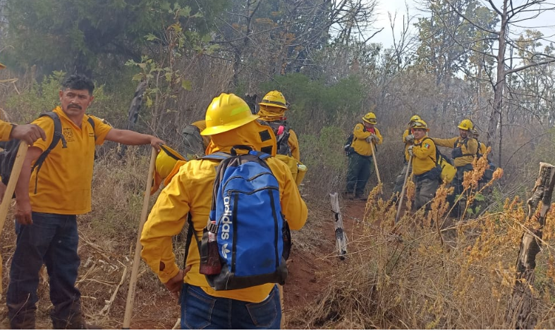 Atienden Brigadas 10 Incendios Forestales en Zitácuaro