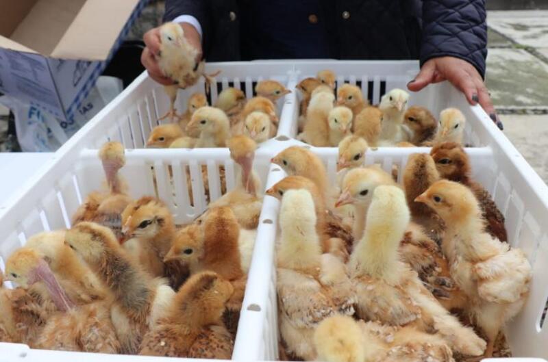 800 Familias Beneficiadas con Programa de Aves de Traspatio en Zitácuaro