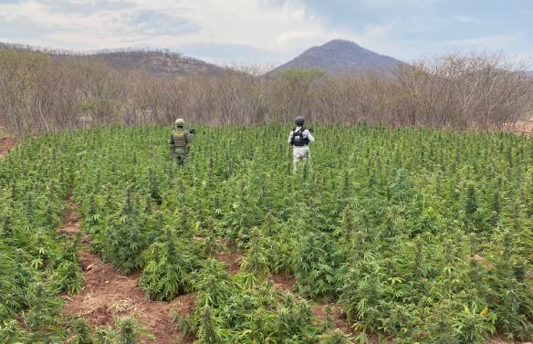 En Michoacán, Guardia Nacional y Ejército Mexicano Localizan más de 28 mil Plantas de Aparente Marihuana