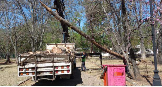 En Tareas Preventivas, Gobierno Municipal Poda Arboles Secos en Bosque Cuauhtémoc