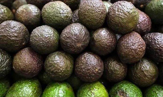 Se Reanuda Exportación de Aguacate en Michoacán