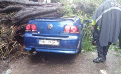 Mujer Muere en su Auto Tras ser Aplastada por un Arbol, su Bebé Sobrevive