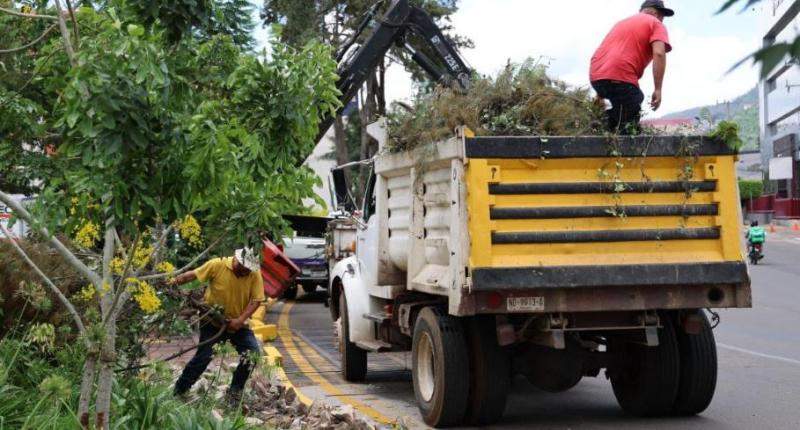 Alfonso Martínez Supervisa Poda Sanitaria de Arboles en Avenida Camelinas