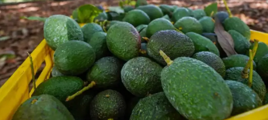 EU Reanuda Exportación de Aguacate Michoacano